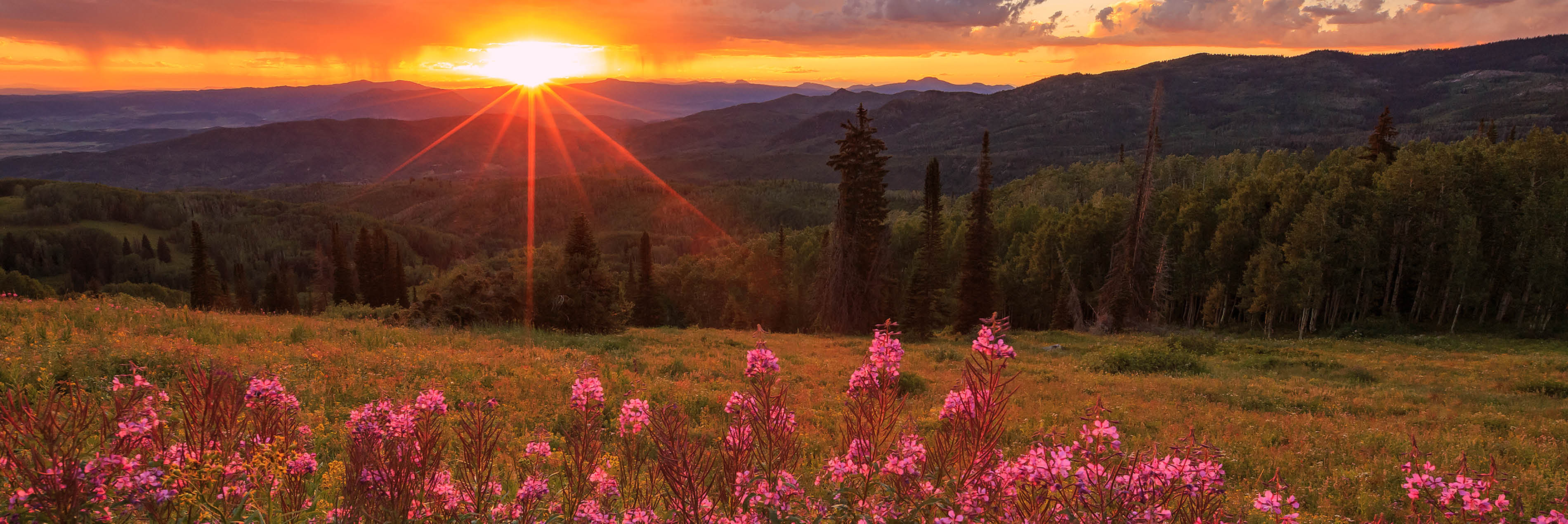 sun setting over pink flowers