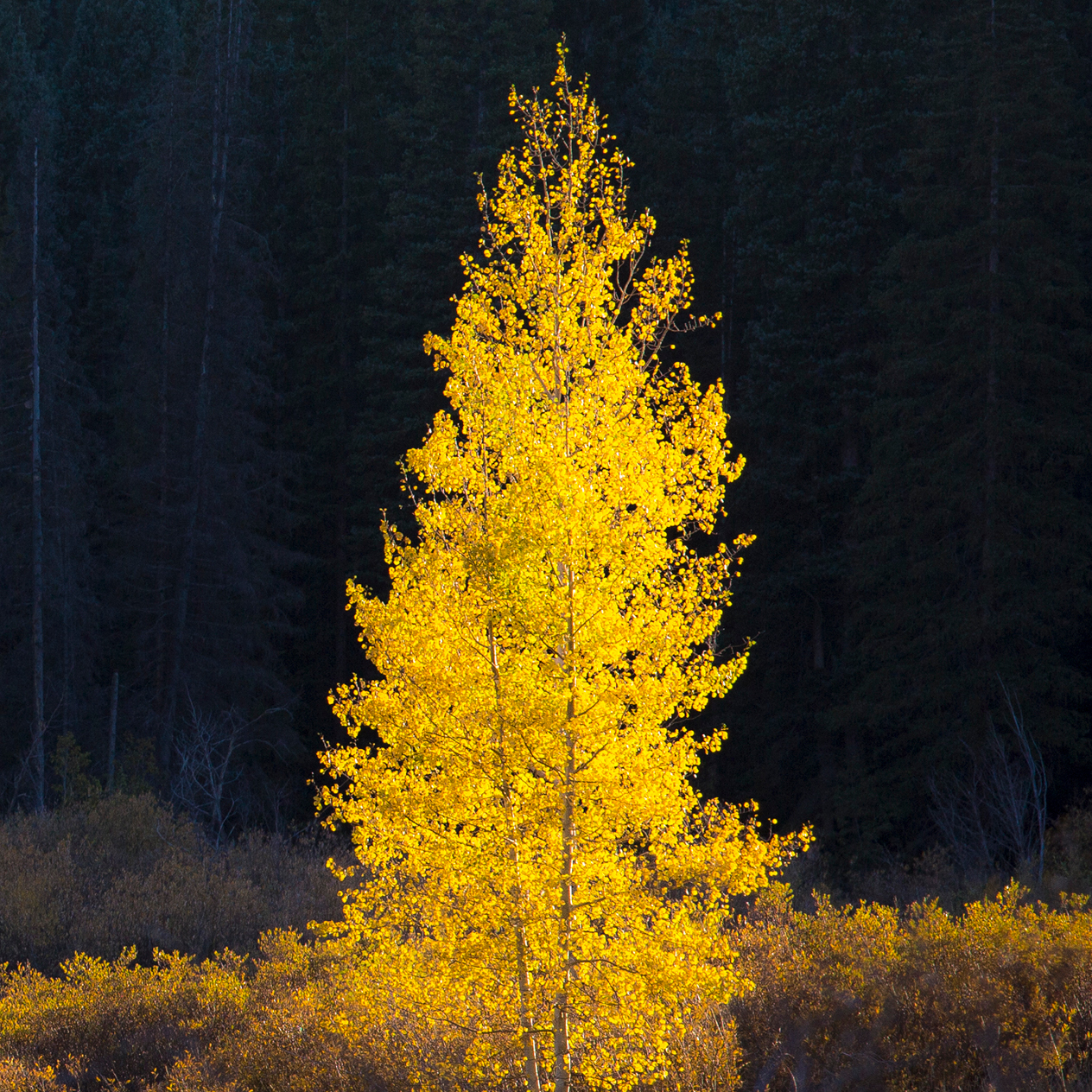 Yellow tree in forest